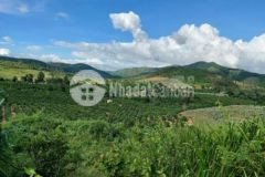 Bán đất mặt tiền đường bê tông