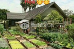 Cắt bán vài lô ninh thượng tx ninh hòa khánh hòa