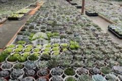 Cần bán 277m2 đất nông nghiệp sổ riêng 1 45 tỷ thá