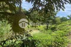 Hot siêu phẩm lộc tân garden sở hữu view đỉnh nhất tại bảo lâm bảo lộc lâm đồng.