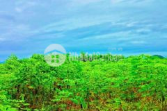 1 9ha bằng phẳng 99 ninh thượng