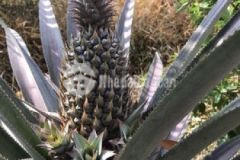 Đất vườn có sẵn mai dừa shr hơn 1000m2 có 630tr