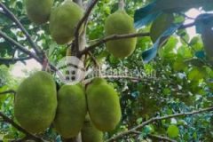 Đất vườn mít 1000m2 đang thu hoạch xã tân đông shr