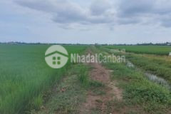 Chủ kẹt bán 1000m2 đất lúa cách đường xe hơi 100m