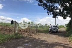 Đất trồng cây lâu năm ấp3 sông trầu 1000m2