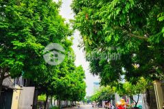 Bán đất tặng nhà kđt linh đàm 60m2 mt 5m ô tô tránh vỉa hè, hơn 7 tỷ.