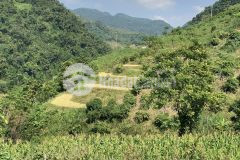 Cần tiền bán gấp mảnh đất siêu phẩm ruộng bậc thang mộc châu