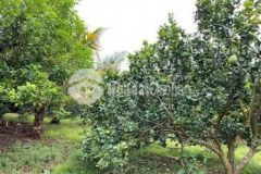 Tây ninh chỉ 500tr có ngay 1235m2 đất để làm vườn