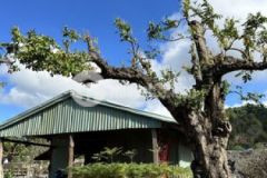 Ngộp nợ nần chuyển nhượng lô đất góc 1900m rẻ