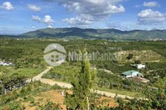 Bán đất view đồi bát úp đại lào chỉ 2 5 tỷ