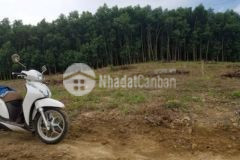 Bán đất cây lâu năm 1 227m2 diên xuân diên khánh