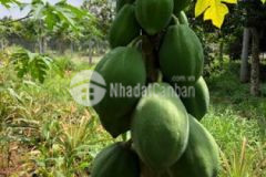 Đất mặt tiền cầu mên bàu tre