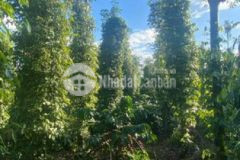 Bán nhanh 2 5sào có tiêu caphe sầu đẹp