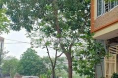 Giá rẻ,phân lô, ô tô,kinh doanh, mậu lương,hà đông, dt 60 m2, giá 6 tỷ 0969718626