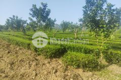 Chủ cắt 5300m đất cây lâu năm tại lạc thủy