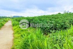 1 1 sào 20m mt nhựa xuân tây cẩm mỹ