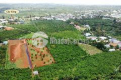 Đất thổ cư shr cách ql20 chỉ 100m giá đtư chỉ 6tr