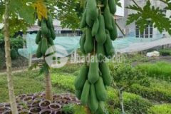 Ngộp bán 525m đất có 300m đất ở giá 3ty950