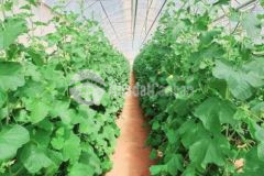 Nợ ngân hàng cần ra gấp lô hòathắng xe vào tận đất