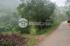 Hơn 40 ha đất rừng sx phù hợp trồng cây