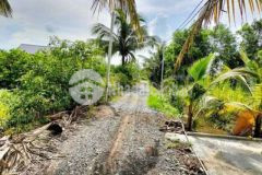 Đất vườn đang trồng chanh cách 816 khoảng 500m