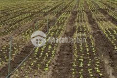 Sổ riêng 113m thổ cư gần trạm thu phí định an