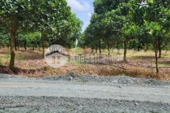 Đất vườn tây ninh 1000mnền trồng sẵn 150 gốc mít