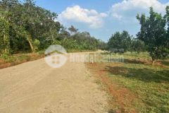 Hàng tốt giá tốt đất vườn trái cây sổ sẵn