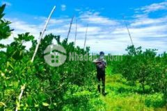 Đất vườn cam 500m2 giá 568tr shr