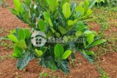 Cần bán nhanh lô đất vị trí đẹp có sẵn 200m2thổ cư