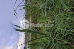 20x45 cách sa đéc 1 5km giá vài trăm