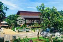 Bán 1000m2 vườn quýt giá rẻ