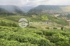 Bán mảnh đất 5543m tại chiềng sơn,mộc châu,giá chỉ vài trăm triệu