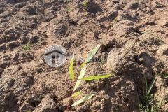 Chỉ 312 triệu có ngay lô đất trên 1000m2 đối diện kdl safari