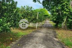 Vườn bưởi da xanh kẹt nợ cần bán 430tr