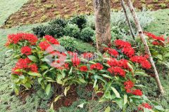 Bán gấp lô biệt thự 500m2 đẹp nhất kiwuki bảo lộc. sổ hồng công chứng ngay, chuẩn nghỉ dưỡng