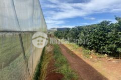 500m2 đât xuân tho sô hông riêng gia đâu tư xuân tho đa lat