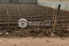 Chủ bán lỗ lô đất 11x30 tại hiệp an, đức trọng cách ql20 chỉ 90m giá 2 tỷ 750