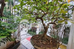 Khách sạn hạng sang trung tâm quận hai bà trưng dòng tiền 10 tỷ1 năm dt 400m 10 tầng mt 15m 7x tỷ