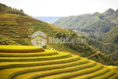 Cần bán cắt lỗ sâu đất phìn hồ, y tý, sapa 2