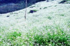 Mảnh đất siêu đẹp phiêng luông, mộc châu chủ cắt lỗ sâu.