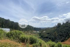 Đât xuân tho view rưng thông xanh đep đa lat