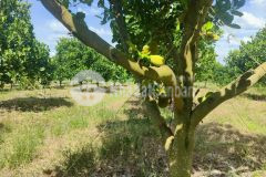 Banh bóng thua lỗ bán gấp mảnh vườn trái cây giá 350 triệu