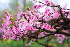 Bán nền b6 kdc tân phú, phường tân phú, quận cái răng, tpct.