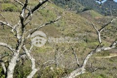 Bán đất nền mộc châu,trung tâm thị trấn nông trường 1400m2