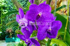 Bán nền 68m² đường c2 kdc phú an, cái răng, tp. cần thơ