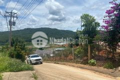 Ban đât đeo mimosa view đôi thông p10 đa lat