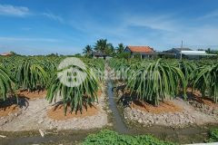 Bán đất thổ cư xã thanh phú long, huyện châu thành, long an