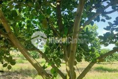 Chủ ngộp ôxi cần bán gấp mảnh vườn 250tr 200m2