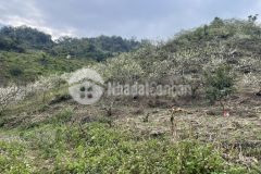 Đất mộc châu giá rẻ, vị trí trung tâm thị trấn nt mộc châu